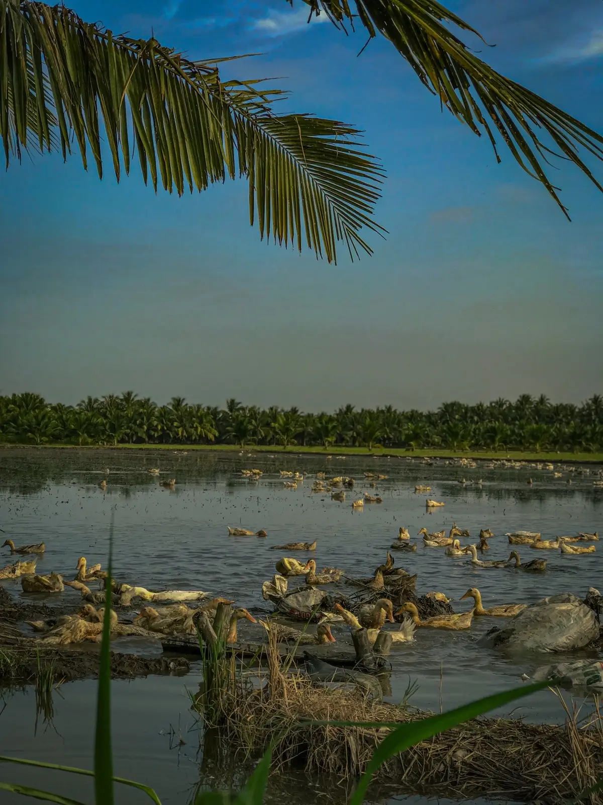 #binhyen #chill #canhchillmientay #xuhuong #mientay 