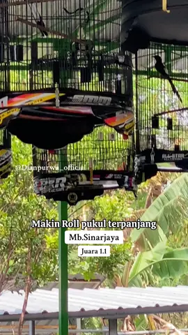 Mb sinarjaya‼️siap keSMM lagi,🤘🏼juara 1.1 tiket utama A-B pekan ini makin terpanjang rol pukul,seduluran muraibatu mania#muraibatu #muraibatuindonesia #kucaumanianusantara #lombaburung #fypviralシ #fypberanda 