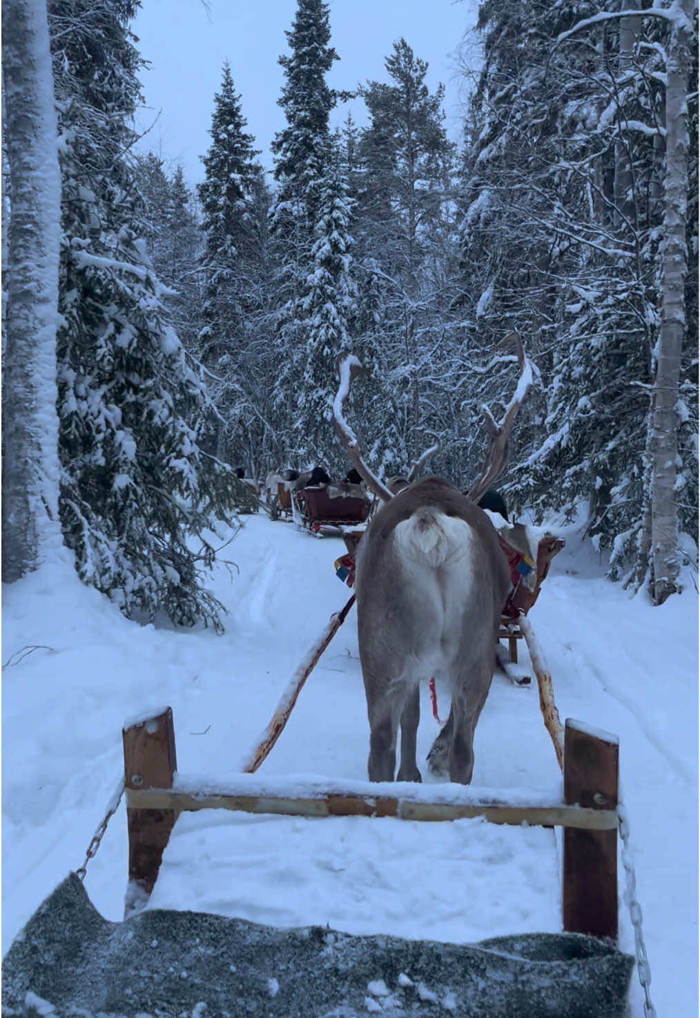 トナカイとハスキーのソリどっちも体験できるツアー🛷 トナカイもハスキーも可愛かった💓トナカイそり運転免許証ももらえちゃった✨ #フィンランド #フィンランド旅行 #ロヴァニエミ #ヘルシンキ #ヨーロッパ旅行 #女子旅 #finland #rovaniemi #lapland 