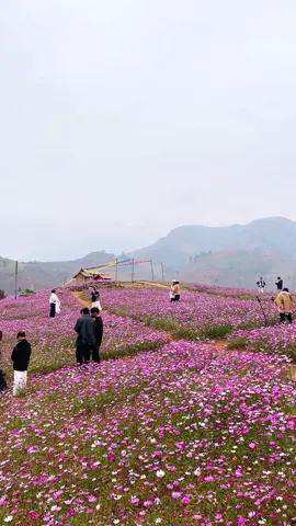 Vườn hoa cánh bướm tại tà xùa đang vào thời điểm đẹp nhanh tay lên đây để có bức ảnh đẹp nhất #taxua #bacyen #sonla #xuhuong #trend #hoa 