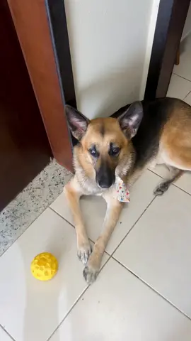 Ele olhando desconfiado 🤣 #pastoralemao #cachorro #meme #fy #vaiprofycaramba 