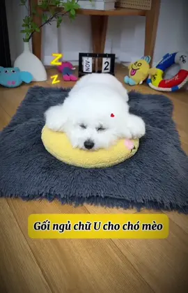 #goinguchochomeo #goingu #yeuchomeo #chamsocthucung #xuhuong #viral  @Happy.Pets  @Happy.Pets  @Happy.Pets 