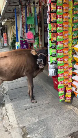 Hewan hewan yang berkeliaran diseputaran jalan di India... #prindavan #india #kontenprindavan #sapi #hewan #jalan 