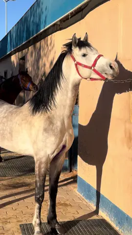 #برزان #النادر #سلطان #ماشاء_الله #تبارك_الله #اكسبلور #الشعب_الصيني_ماله_حل😂😂 