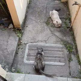 JAJA 😂😁 BIEN GRACIOSA ESTRELLA 🤭🐱 QUERIENDO JUGAR CON SU HERMANA 🥰🫶🏻 #duquesa_y_estrella🐱 #mama_de_2gatas #fypシ #michis #Viral #paratiiiiiiiiii #cute_cats #gatos_de_tiktok #gatos_hermosos #destacame 