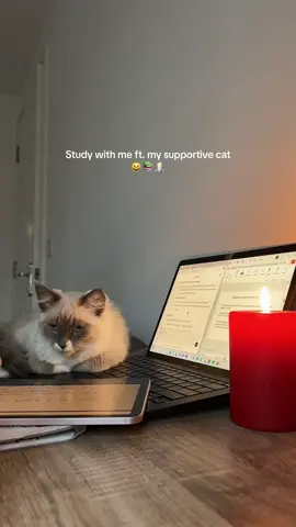 She is just making sure I get through this degree 😌 #fyp #fypシ゚ #uni #study #studywithme #university #studytok #Scotland #cat #catlover 