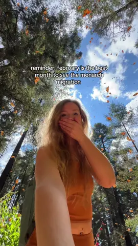 in a small town called angangueo, mexico, you will find millions and millions of monarch butterflies in the mountains🤍