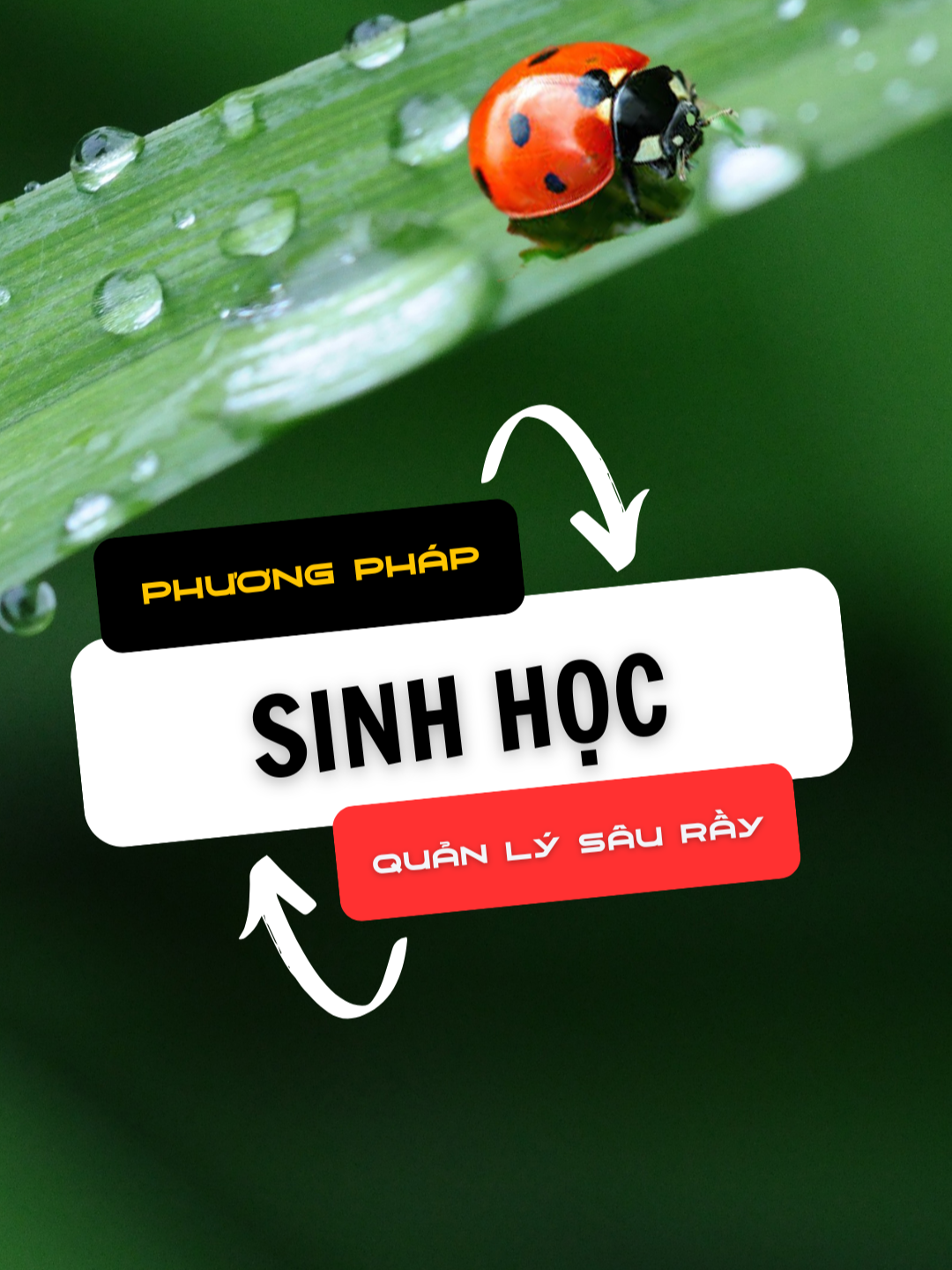 Top 3 Phương Pháp Sinh Học Phổ Biến để kiểm soát sâu rầy #xuhuongtiktokk #LearnOnTikTok #nongnghiep #nongduocuuviet #fyp #chiasekinhnghiem