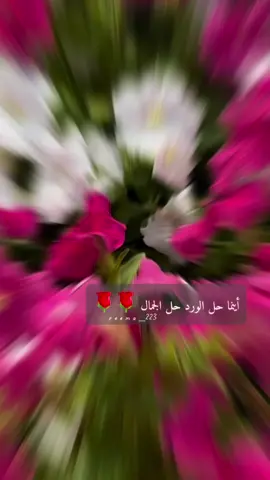 تهديني الورد والريحان وأهديك روحي .. كم وردة حمراء وفلة بيضاء أذابت الفوارق ومسحت الدموع وخففت من معاناة الآلام وقسوة الظروف .. #جمال #الورود #قصائد_شعر_خواطر #بدون_موسيقي #تصويري #اكسبلورexplore #الانتشار_السريع #تصاميم_فيديوهات🎵🎤🎬 #🌹 