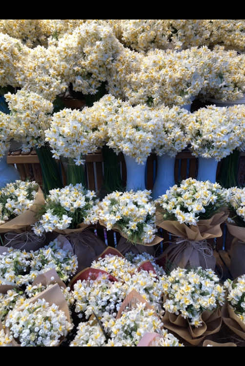 Ruha şifa 🤍 #nergis#çiçek#flower#daily#aesthetic 