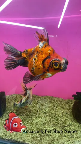 Disponible 🐟 telescopios calicos grandes #telescopiogolfish #pecestelescopio #peces #acuariosquito 