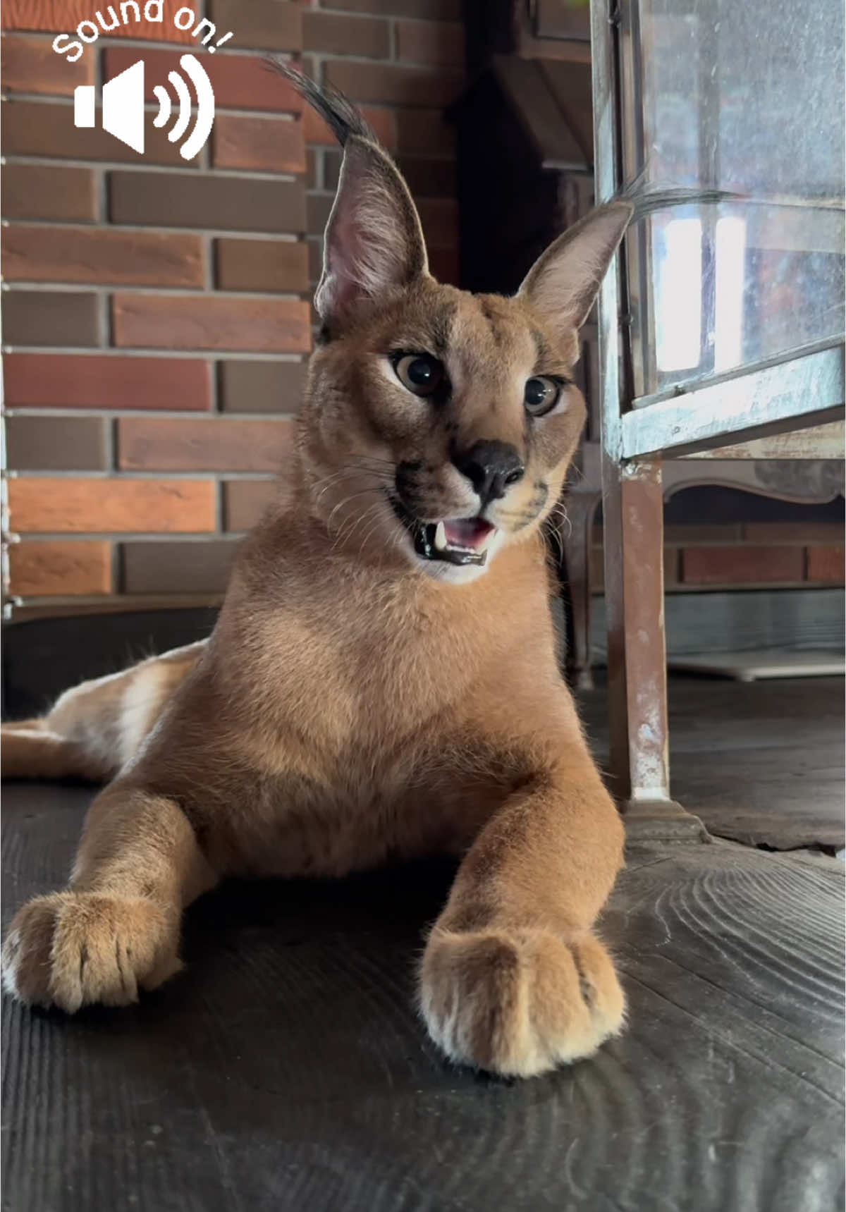 Так мяукают каракалы 🐾 This is how caracals meow #каракал #caracal #cutecat #cats #kitty #wildcat