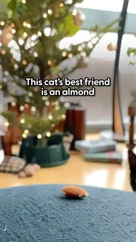 Wait til you see her reaction when she breaks it in half 😂 Keep up with @ari_the_panther on Instagram