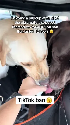 Enjoying a pupcup after all of the big creators exposed themselves for a TikTok ban that lasted 12 hours 🫣 #tiktokban #dogsoftiktok #puppy 