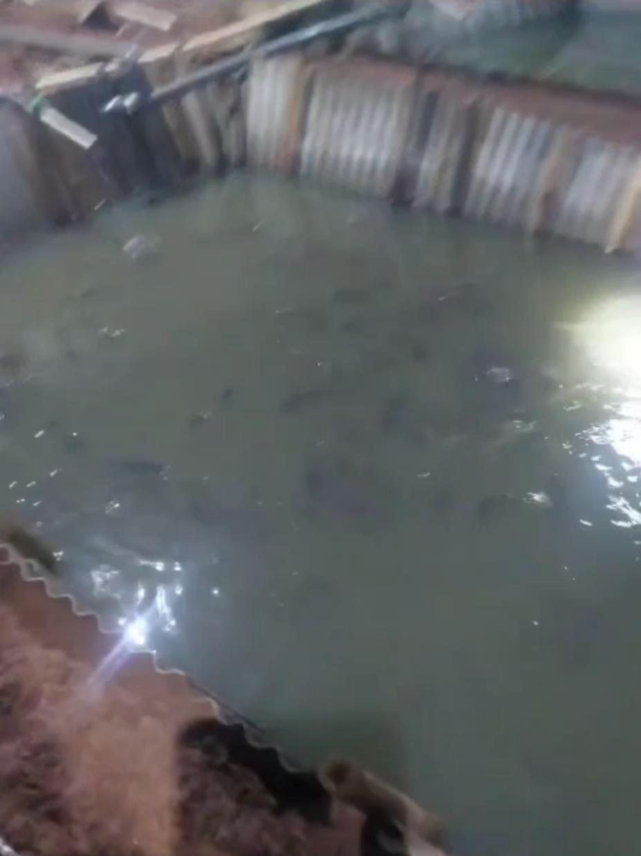 Jika air kolam BUTEK dan ikan lele dipermukaan, segera kocor air #lele #ikanlele #budidayalele #ternaklele#fyp