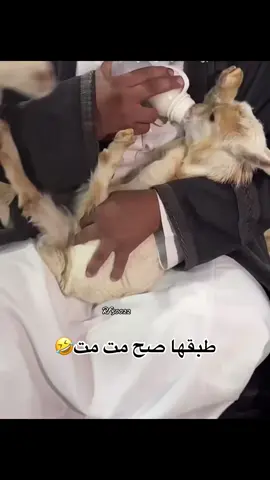 #سيف_ال_عمار #علي_الجعيدي #مبخوت_ال_جابر #حمود_المصارير #رياكشن #اكسبلور @سيف ال عمار 