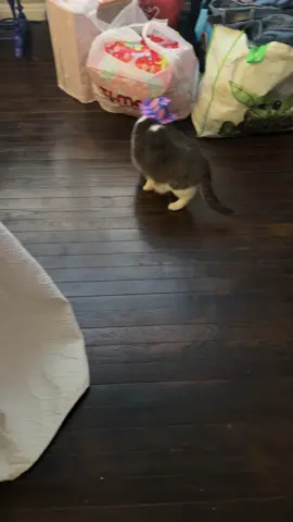 #massfollowing🔥🔥 #massfollowing #cat #catsoftiktok #cattok #pet #PetsOfTikTok #pettok #followme #follow 