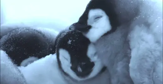 MY SHAYLAAAAS baby penguins ☹️☹️ #babytiktok #animals #fyp #cutesy #cute #animalsoftiktok #videoviral #viral #babypenguin #penguin #fypp #us #tiktokban