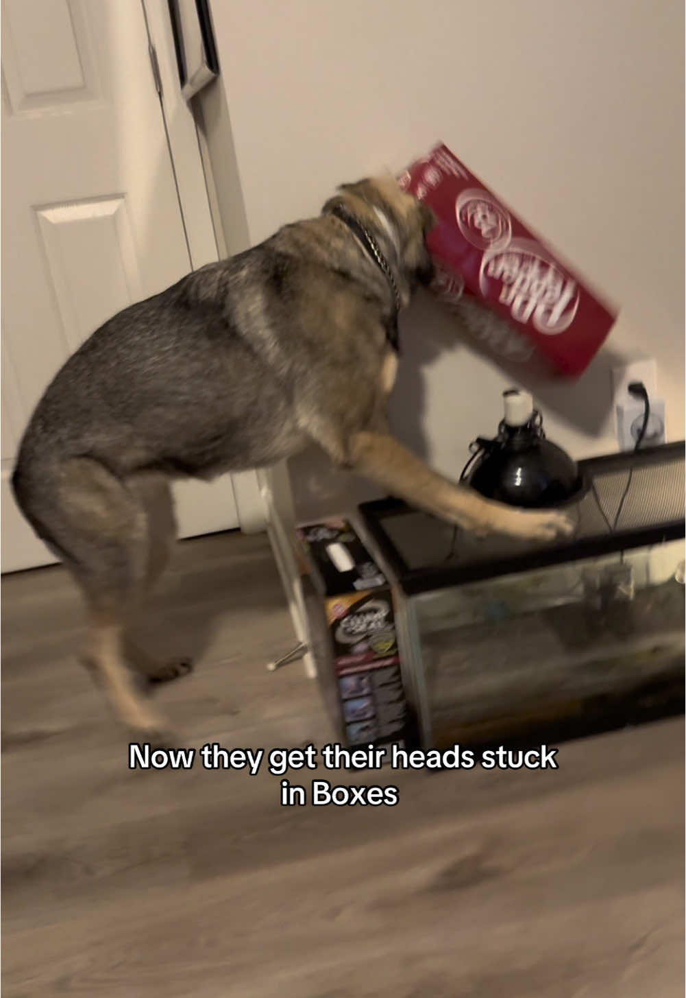 TikTok is back 🥹🥹