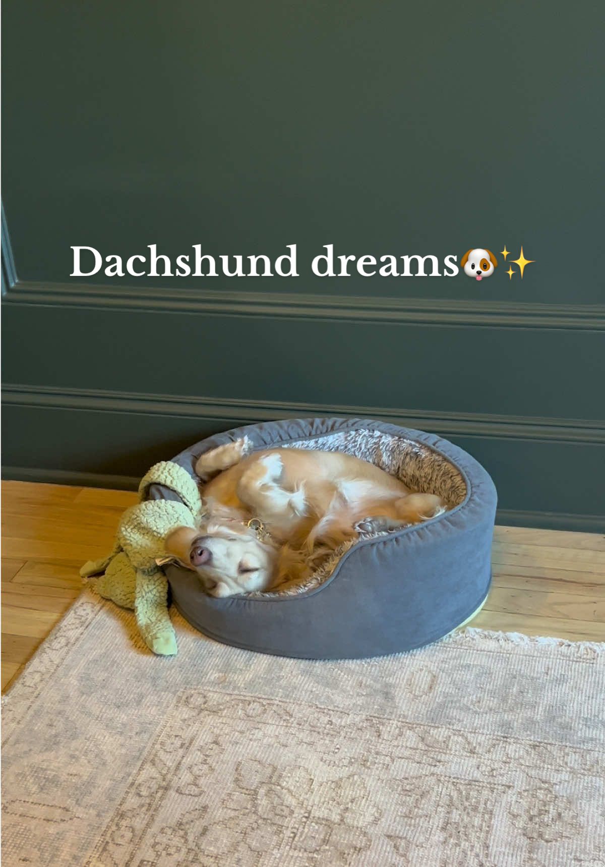 Butter out here inventing new yoga poses while sleeping. 🐕🧘‍♂️ #DogYoga #DoxieStyle #dachshundsoftiktok #dachshundlife #dachshundlove #doglover #dachshundlover #ButterMoments #funnydogs #naptime 