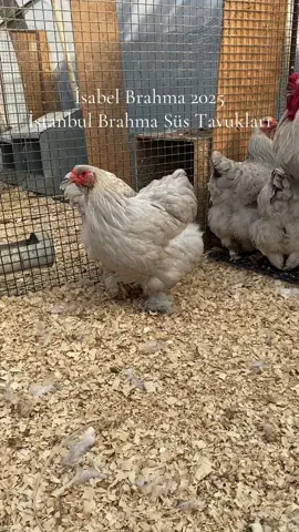 İsabel Brahma 2025 İstanbul Brahma Süs Tavukları 05347325077 Yavru ve yumurta paylaşımımız olacaktır.. #brahma #likе #fyp #keşfet #chicken 