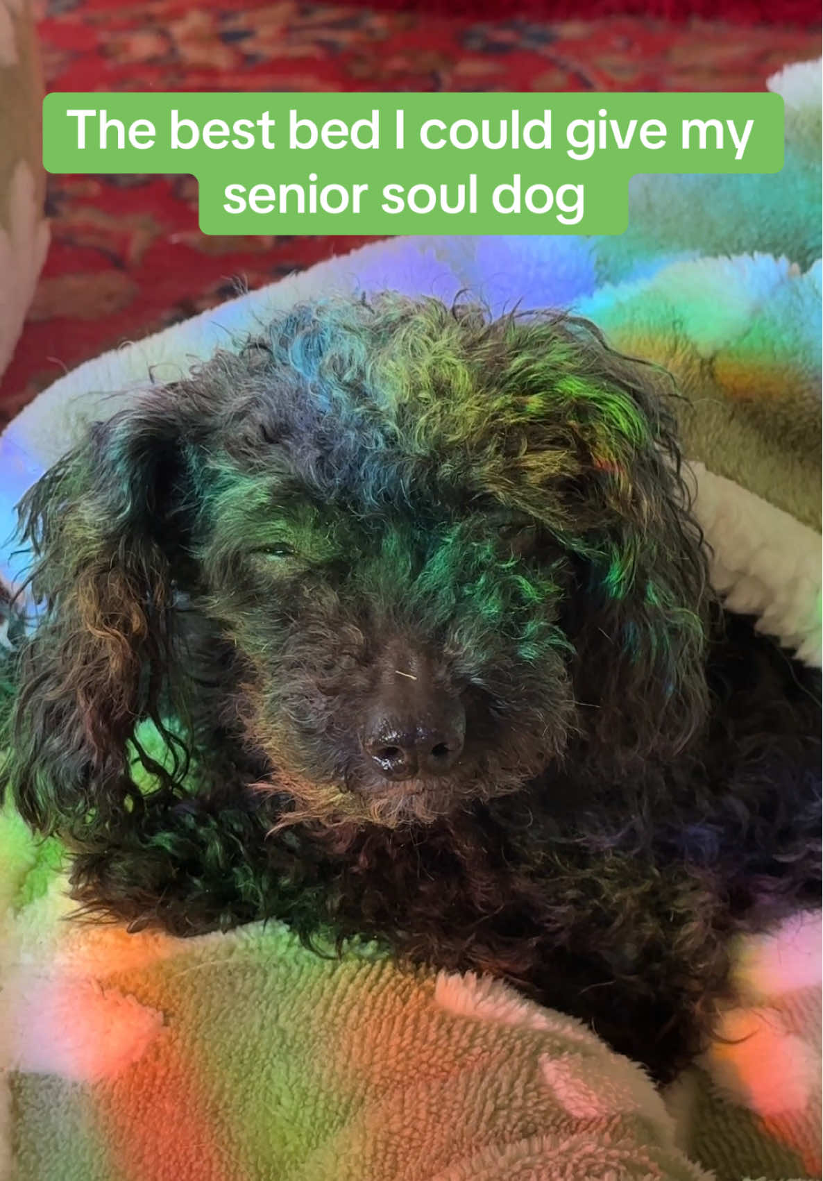 She is 16 and she only get the best dog bed I can find @Lesure Pet #dogbed #petbed #lesurepet #dogmom 