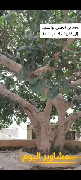 #اكسبلورexplore #ذكريات#الحنين للماضي#قصايد_شعر #الباحه #المندق #الجنوب_السعودية 