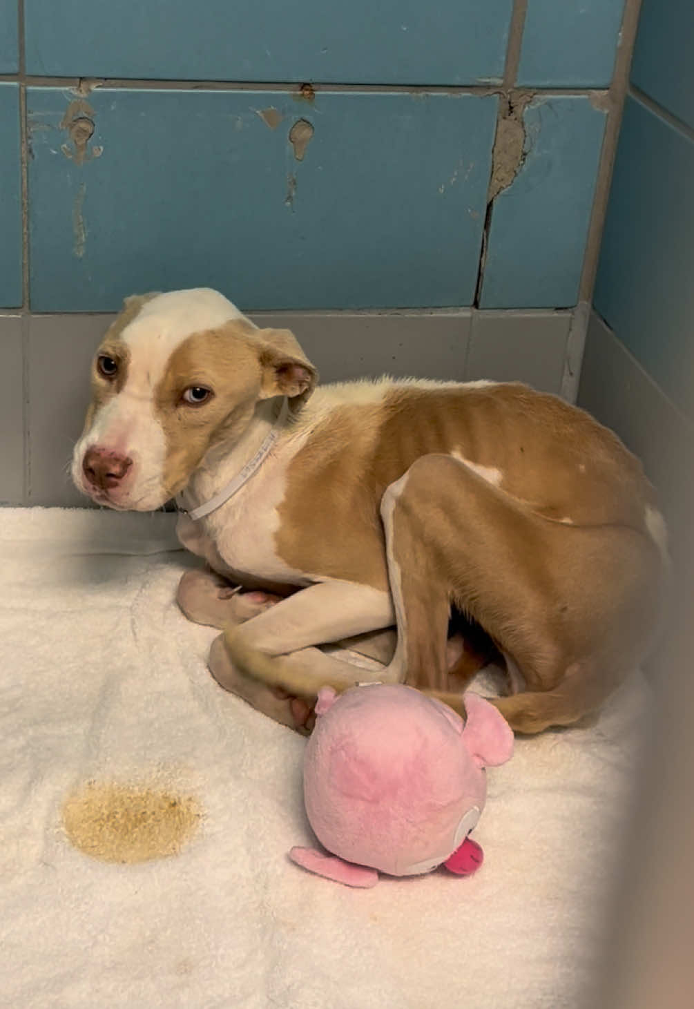 Meet my new foster, Opal 🥺 Opal is one of the skinniest dogs I’ve come across in a long time. She’s estimated to be 2 years old and only 25lbs. When I saw her at the shelter I knew I wanted to be her foster mom. She came in as a stray but my gut is telling me she was surrendered by an owner. She has an intense urine scent and I don’t think that’s from being at the shelter for two days. I’ve bathed her twice and the scent still lingers. My assumption is Opal sat in a kennel outside or inside of someone’s home and her owners decided to do the right thing finally and give her a chance at a better life. She wouldn’t have survived as a stray in this condition, she clearly hasn’t been eating scraps from trash cans, she’s been completely starved. Because Opal is emaciated, we have to be very careful how we feed her, overfeeding her could kill her. Despite her past, that tail never stops wagging and she’s going to be so loved from here on out.  Welcome to your new beginning Opal, we love you so much already! 🥹 Thank you @Pippy's Pals for saying yes to intaking Opal and taking such good care of us! 🧸 Ive made an Amazon wishlist if anyone would like to send gifts to Opal! Any supplies are greatly appreciated!  Here is the link but it’s also linked in my bio!  https://www.amazon.com/hz/wishlist/ls/25FS2KVJNLAAP?ref_=wl_share 💌To donate to Opals medical bills: 🤍 Paypal Giving Fund - foster@pippyspals.com or click HERE 🤍 SMS - text PIPPYS to 53-555 🤍 Venmo - @pippyspals 🤍 Zelle - foster@pippyspals.com #adoptdontshop #houston #shelterdog #rescuedog #opal #fosteringsaveslives 