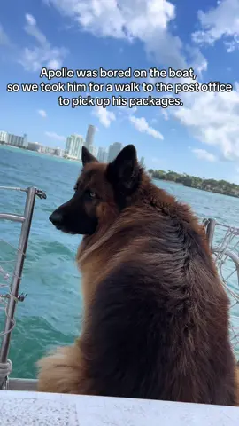 Because TikTok removed the music from my last post - posting again! Welcome back! Hanging out in the neighborhood @Lincoln Road   - - #🥳 #tiktokisback #welcomeback #germanshepherd #dog #puppy #wolf 
