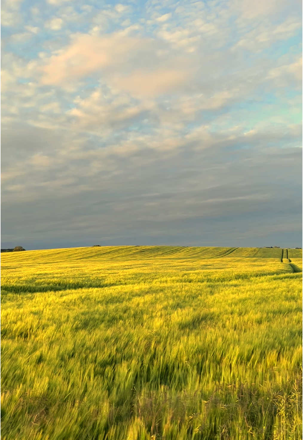 Snow angels, grass angels rather #Summer #fields #nature #grass #landscape #fyp #peaceful #relax #wellbeing #silence #appreciation #solitude #rural 