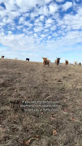 Here another one for the ladies #softcowtiktok#fluffycows#scottishhighlands#rainraingoaway#minicows#rainraingoaway#cowsofinstagram#highlandcattle #miniaturehighlandcattle #scottishhighlands#minihighlandcow#moo#cows#hairycoos#farmlife#hay #frontier#History#dreams#genetics#minicow#microminicattle#cows#ivf #highlandcaws#pets#ranch #cattle #minihighland #miniaturehighland #minicattle #miniaturecattle #fuzzycow #miniaturecow #miniaturecowsofinstagram #scottishhighlandcattle #minihighlandcows #scottishhighlandcows #miniaturecows #scottishhighlands #minihighlandcattle #scottishhighlandcow #oklahomaphotography #oklahoma #smallfarmsbighearts #farmlife #smallfarmcharm #smallfarm #smallfarmlife #farmhouse #smallfarmhouse  #riseandshine  #farmlife   #cattle #cattle #minicow #fuzzycow #cow #minihighlands #miniaturehighland #minicattle 