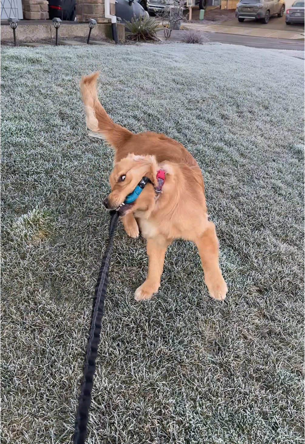 Two dogs who love a frosty morning! 