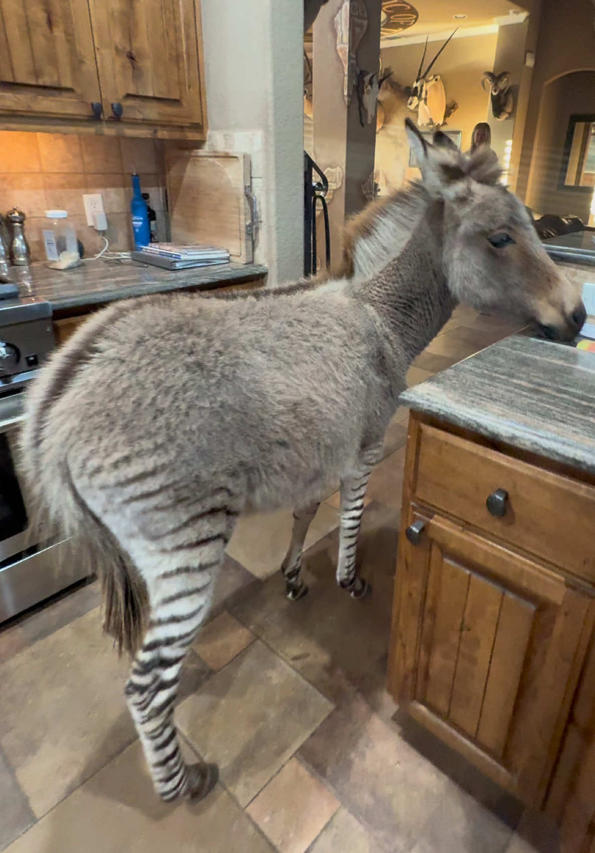 #zonkey #trippadoodle 