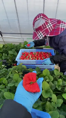 Masyaalloh gedee banget🍓🍓 #CapCut #tokuteiginou #jissusei🇯🇵🇮🇩 #fyp #indonesiajapan🇲🇨🇯🇵 #kerjadijepang🇯🇵🇮🇩 #kurs #jepang#petaniindonesia🇮🇩🇮🇩🇮🇩🌿🌿 #petanistrawberry #gajidijepang #viral #kerjadijepang🇯🇵🇮🇩  