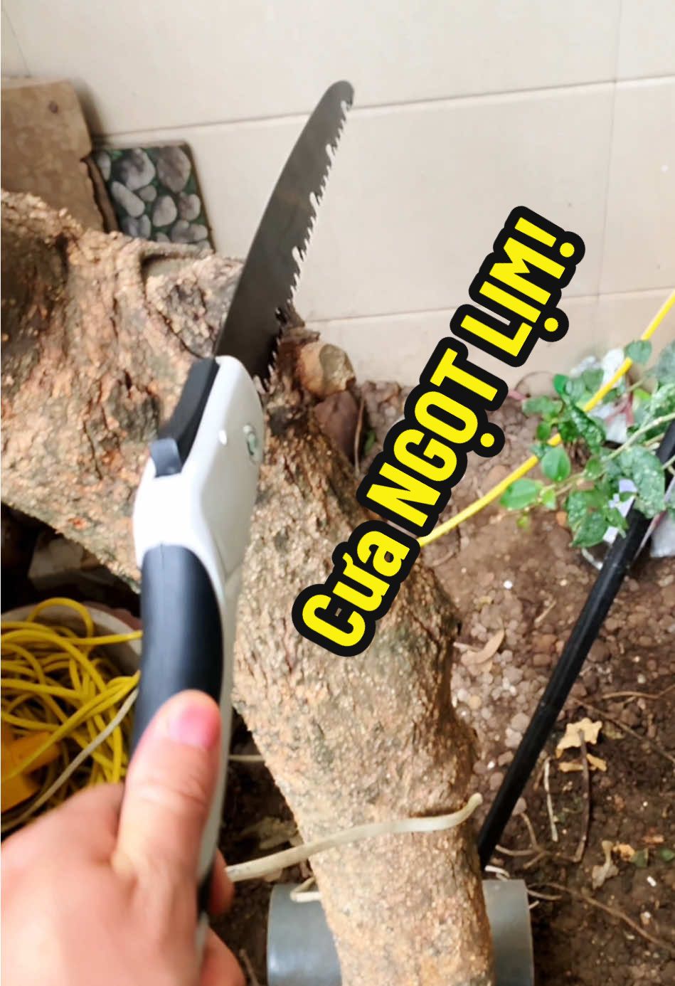 Đánh giá cưa mini cầm tay, Cưa cầm tay mini có thể gấp gọn lưỡi cưa siêu sắc dành cho nhà vườn cưa cành cây， Được làm bằng thép chất lượng cao, phù hợp với mọi loại gỗ #cuagomini #cuacamtaydanang #cuagapgon #SamTetBaoVui #TiktokShopTet #minhshop #xuhuong 