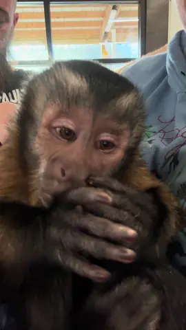 Did you know capuchin monkeys are excellent multitaskers? He can suck his thumb and pick his nose🤣