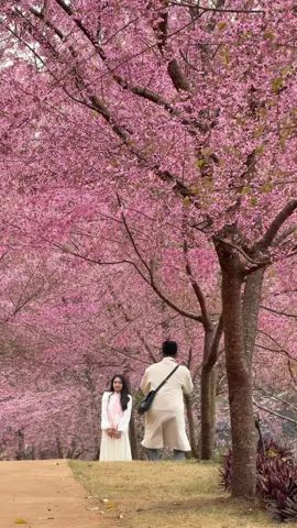 Mê mê người chụp có tâm #maianhdao #munaufarm #mocchau #hoamomocchau #newyear2025 #dulichmocchau 