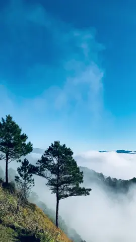 Mt. Pulag? No, this is Sagada. The majestic Sea of clouds of Marlboro Hills ☁️☁️🏞️  #mountain #Hiking #fyp 
