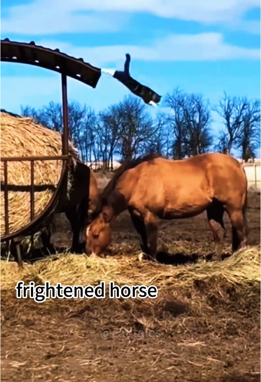 Cat and horse #😂😂😂 #funny #happy #pet #cute #haha #play #cat #bathe #horse 