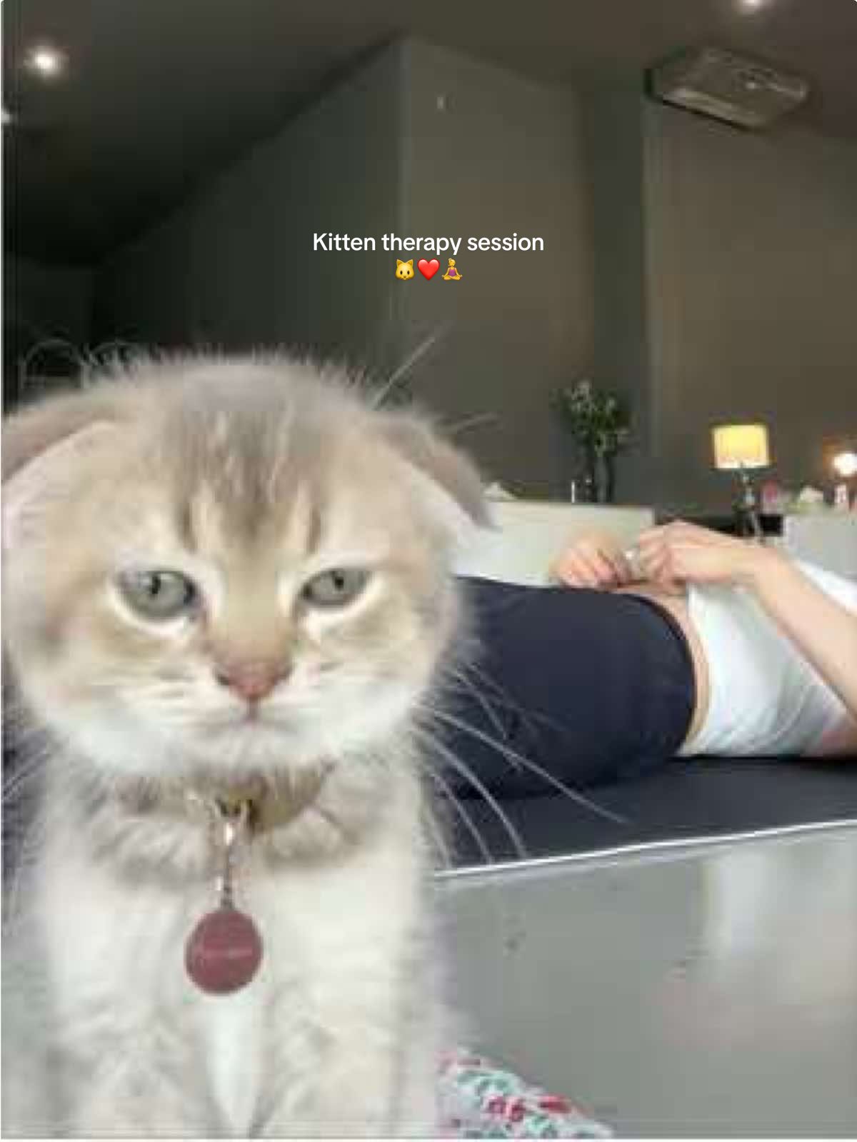 Where yoga meets kitten cuddles 🥰 @furapy.yoga 
