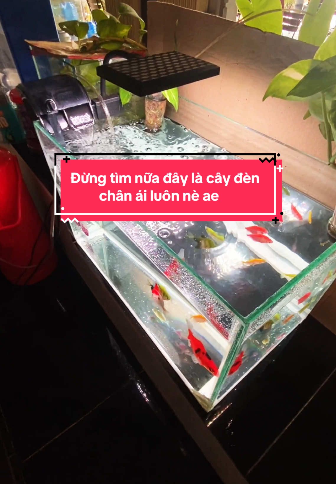 Đen led hồ cá. Đỏ cá không đỏ nước huyền thoại...#denled #denledhoca #denleds3plus #phukienbecacanh #setuphoca #cacanh #denhoca #ngamca #dendocakhongdonuoc #hoca #xuhuong #fyb  @LụcTài shop  @LụcTài shop  @LụcTài shop 