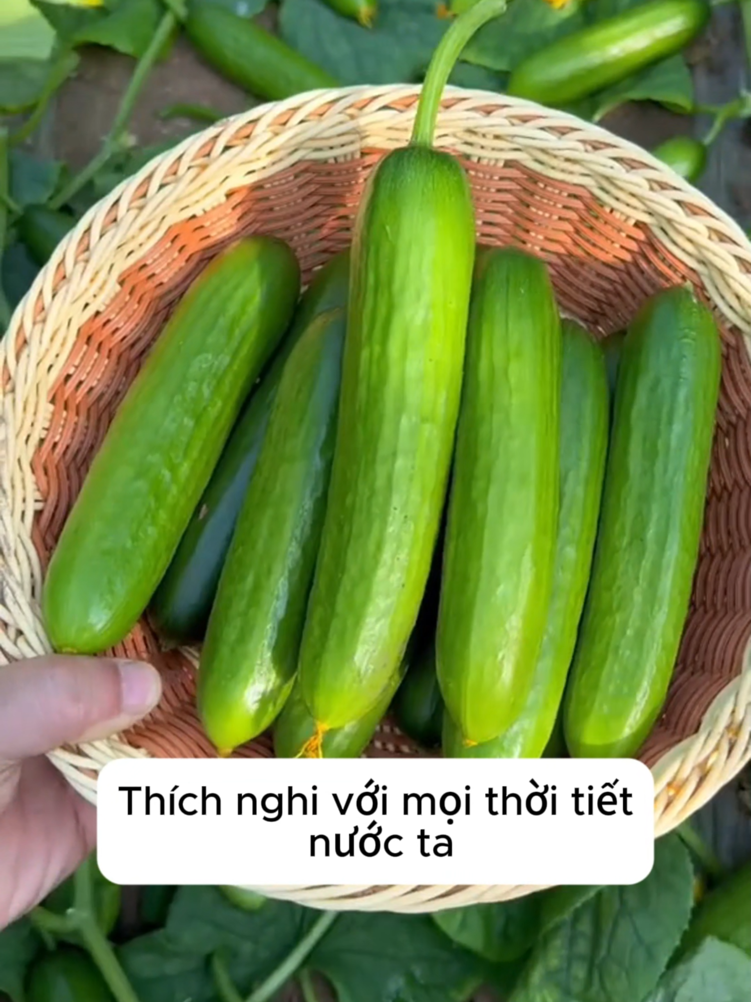 Giống Dưa Leo Dưa Chuột Chùm Siêu Nhiều Trái, Thu Hoạch Sau Hơn 1 Tháng, Quả Khi Ăn Có Vị Giòn Ngọt Thơm Mát #dualeo #dualeochumsieuqua #hatgiong #hatgiongdualeo #hatgiongdualeochumsieuqua #trongcay #trongdualeo #trongdualeochumsieuqua