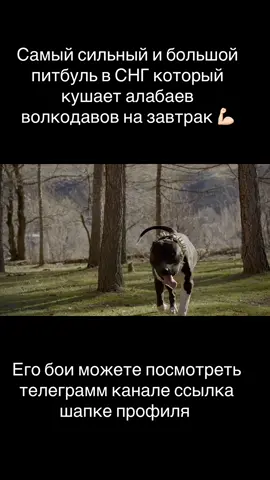 Балу#чемп#легенда#питбуль 