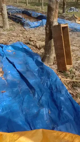 #❤️__________u________❤️ trứng cút nhiều lắm 😁🤫🤫