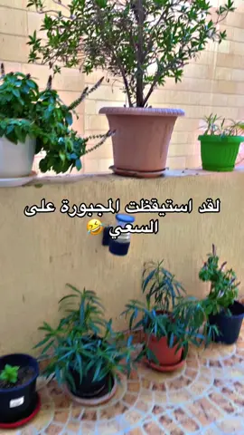 #صباح_الخير #صباحكم_سعادهـ🌸🍃 #دوام #دوامات #الكويت #يسعدلي__اوقاتڪۘم 