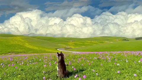 Mongolia the grassland. #foryou #fyp #viral #cinematic #Mongolia    .