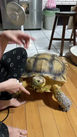 飯後擦嘴吃水果，大寶這體型姐姐有些吃不消了，跟個蠻牛似的。#africanspurredtortoise #蘇卡達象龜 #🐢 #萌寵範例影片 #lifeisbeautiful 