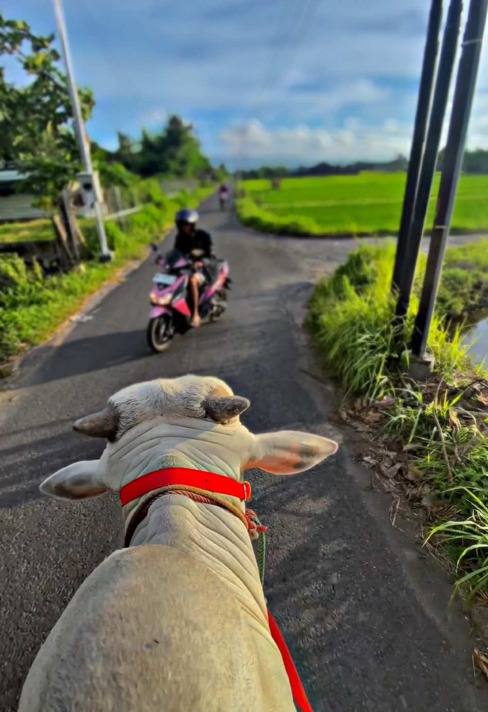 Pak agung beli leci asssalamuaallaikum para pembenciaahhh #fypシ #mazriii #fypage #sapi #naiksapi #sapiviral #bantul #peternaksapiindonesia #masriii 