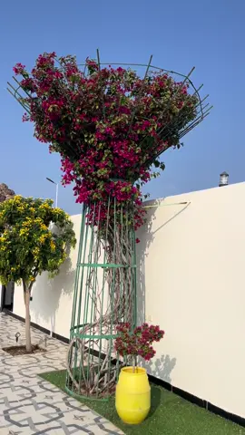 #صباح_الخير #اشجار_زينه #جهنمية #صباح #صباحيات #اكاسيا_جلوكا #ياسمين_هندي #شاليهات #استراحات #مكة_المكرمة 