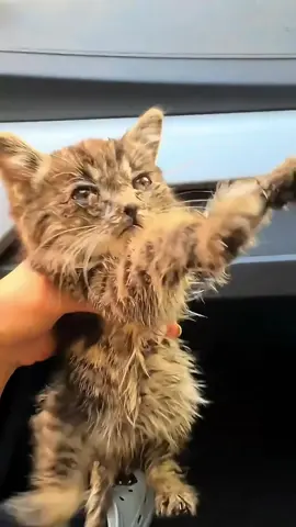 Rescue poor kitten #rescue #animals #catsoftiktok #rescuecat #ketten #kittey #fyp 